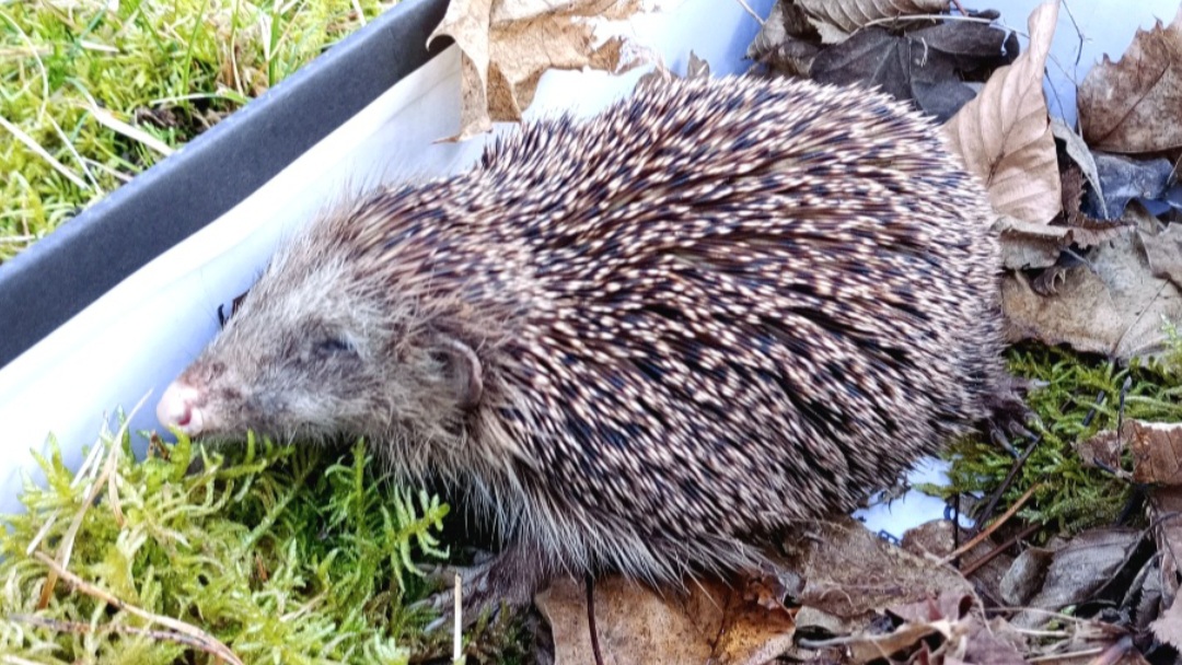 Ein alter und kranker Igel sitzt in einem Karton mit Moos und Laub. Ein alter und kranker Igel sitzt in einem Karton mit Moos und Laub.